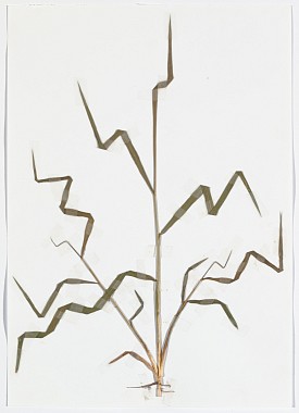Herbarium proprius, 2010 | Grass and Klebeband auf Papier | 30 x 21 cm | Unikat